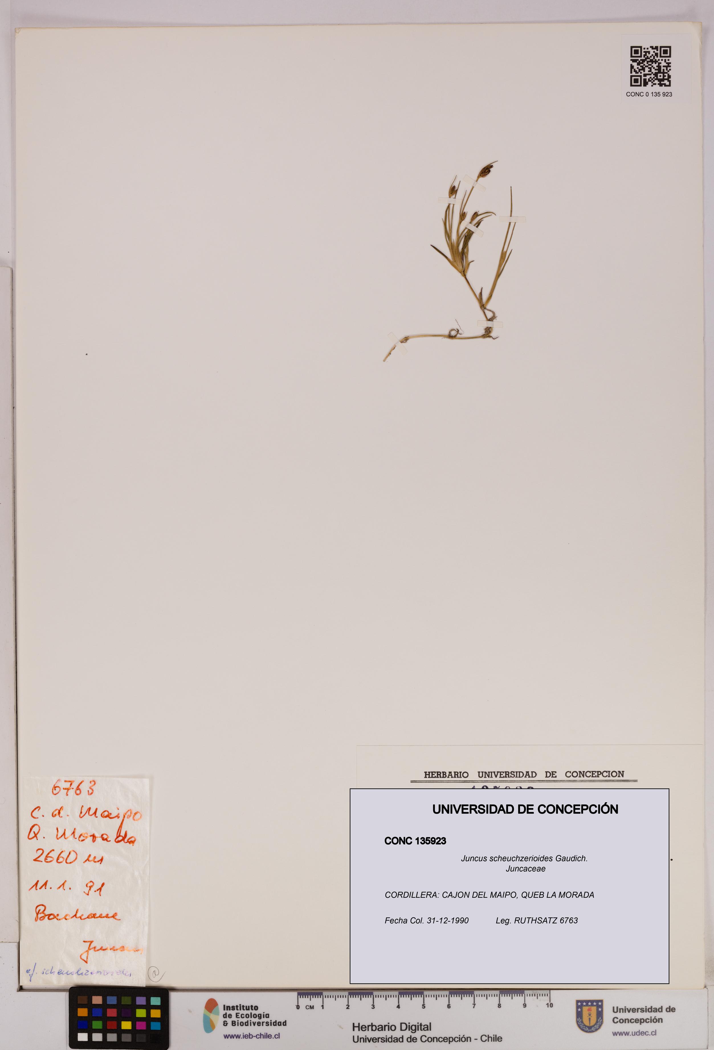 Juncus scheuchzerioides [Espécimen: UDEC:CONC:0135923]