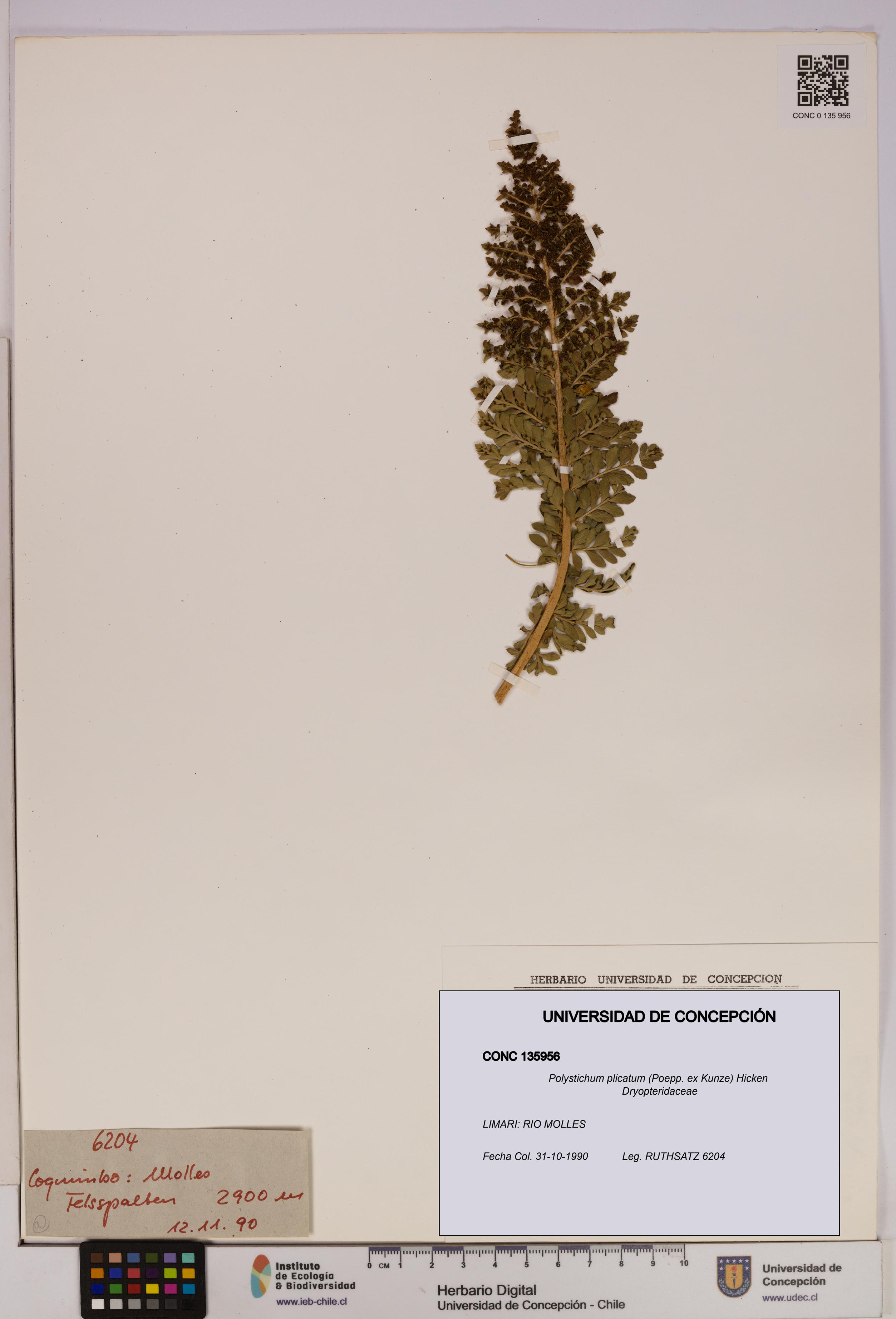 Polystichum plicatum [Espécimen: UDEC:CONC:0135956]