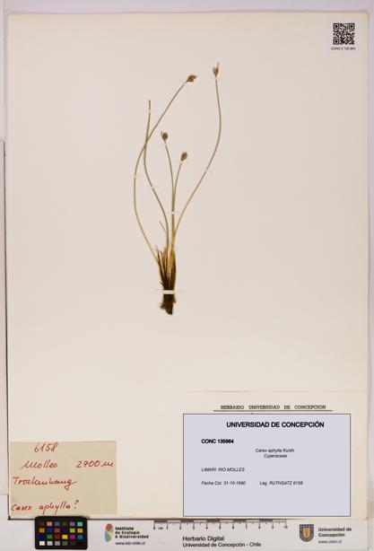 Carex aphylla [Espécimen: UDEC:CONC:0135964]