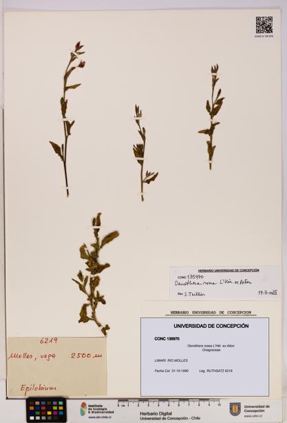 Oenothera rosea [Espécimen: UDEC:CONC:0135970]