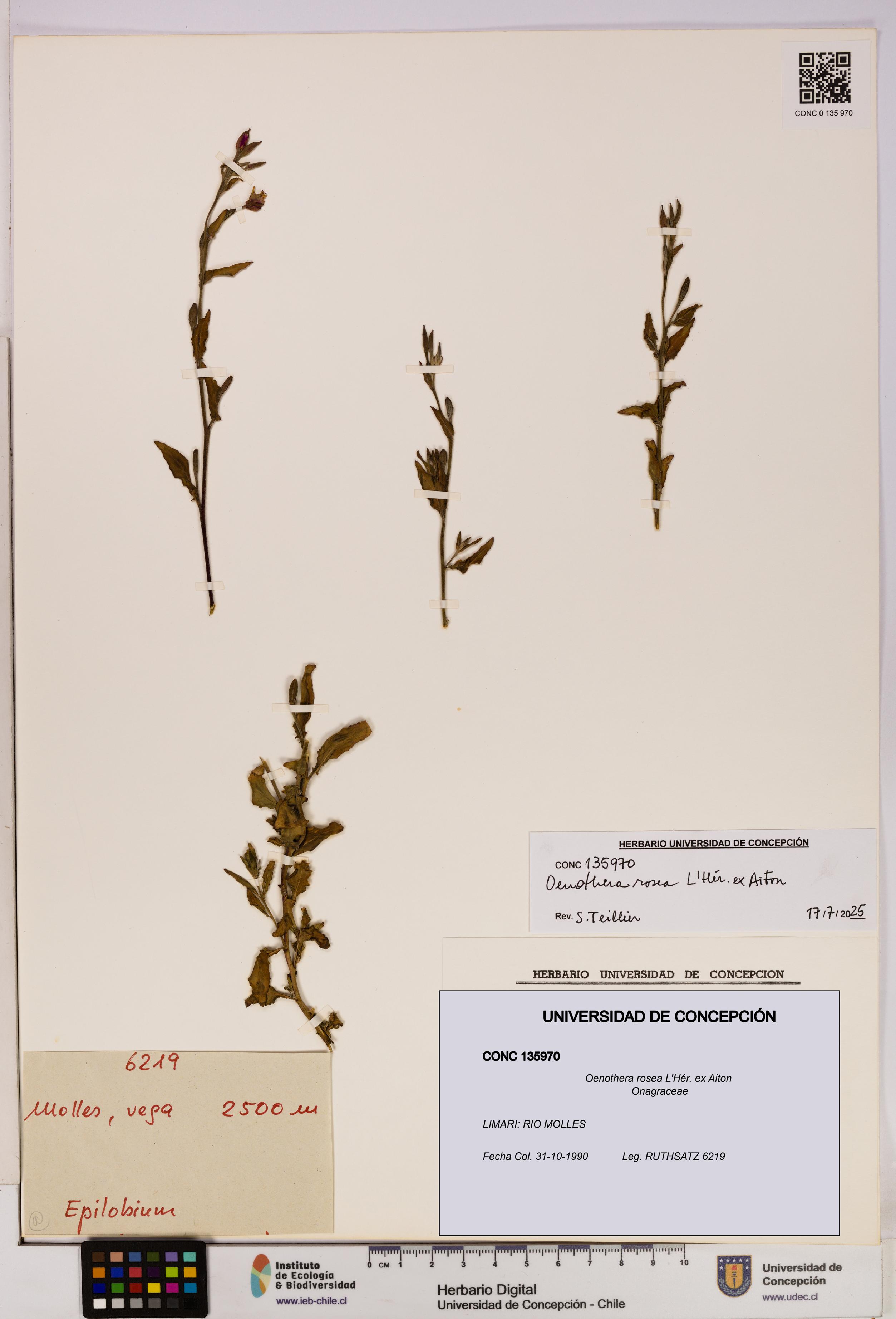 Oenothera rosea [Espécimen: UDEC:CONC:0135970]