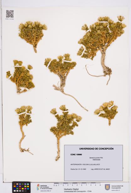 Senecio puchei [Espécimen: ]