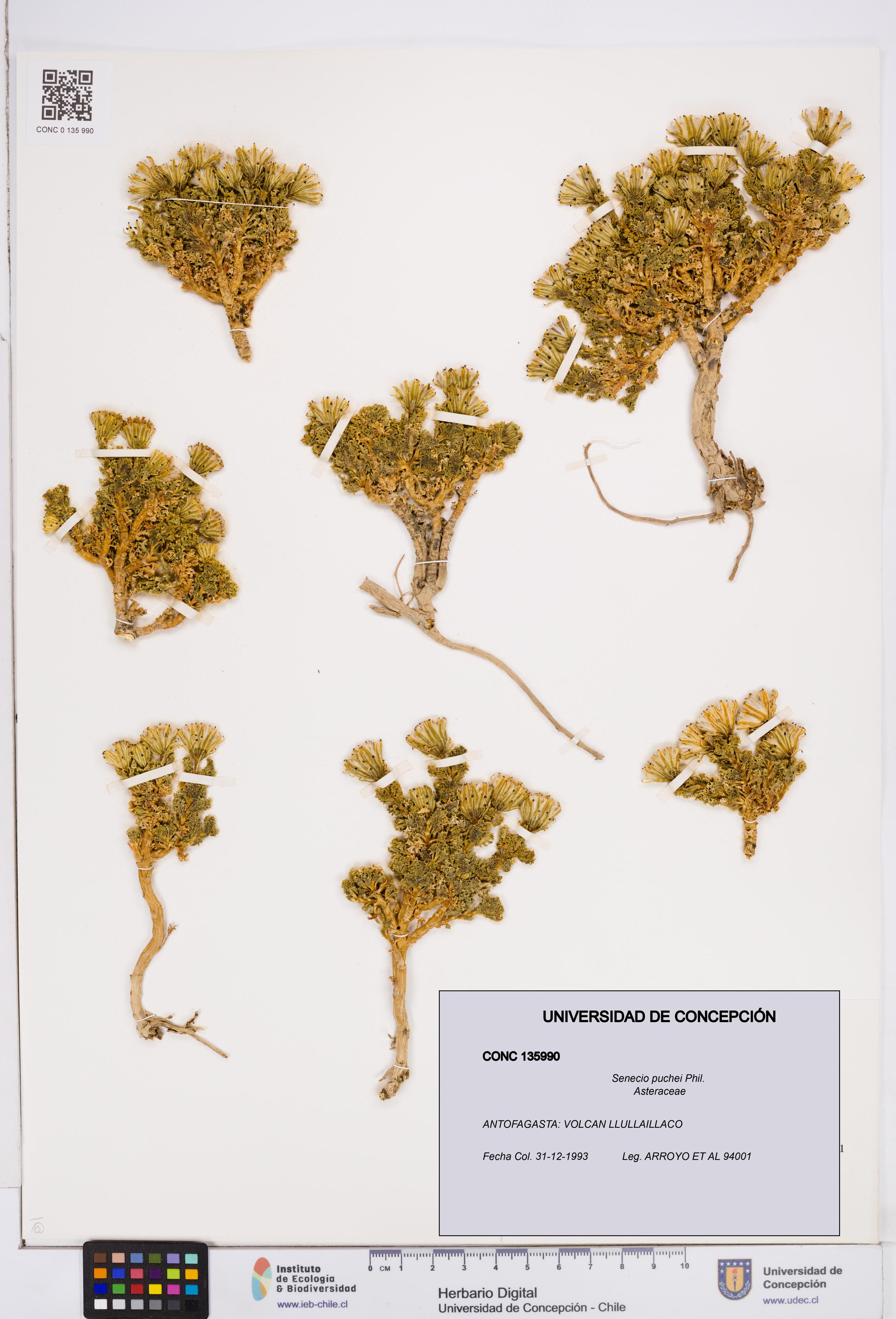 Senecio puchei [Espécimen: ]