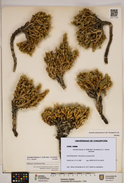 Azorella trisecta [Espécimen: ]