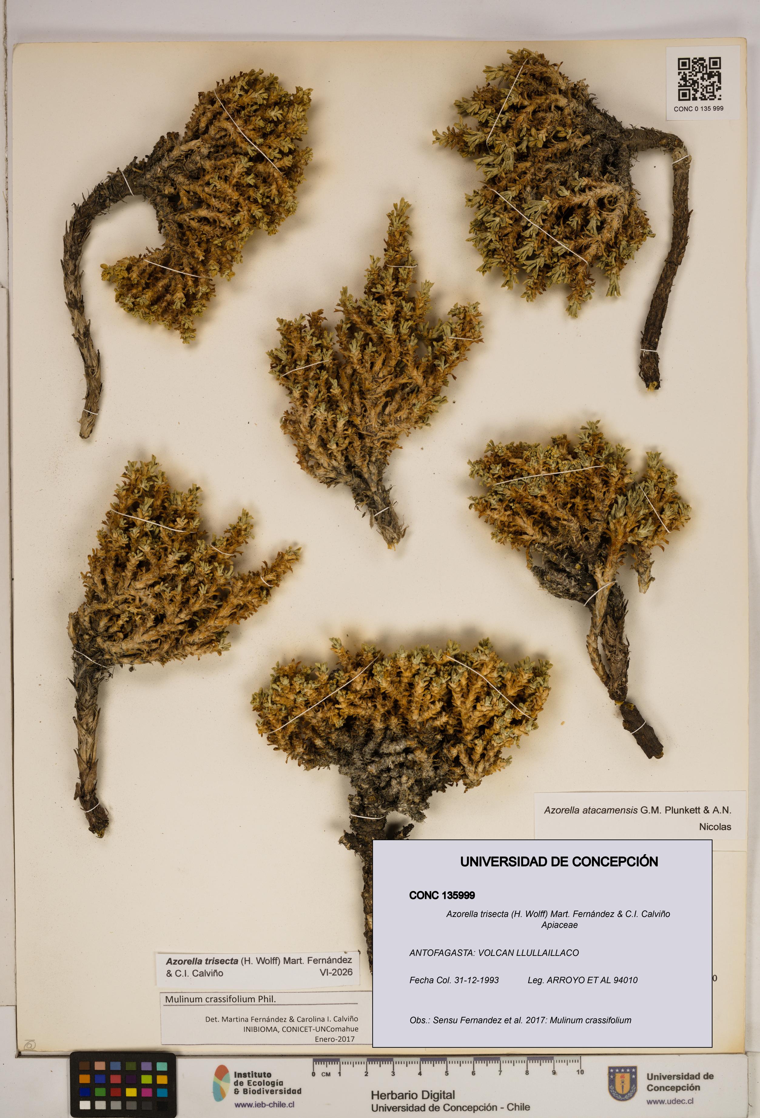 Azorella trisecta [Espécimen: ]