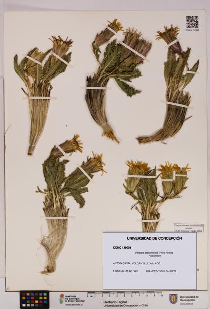 Perezia atacamensis [Espécimen: UDEC:CONC:0136003]