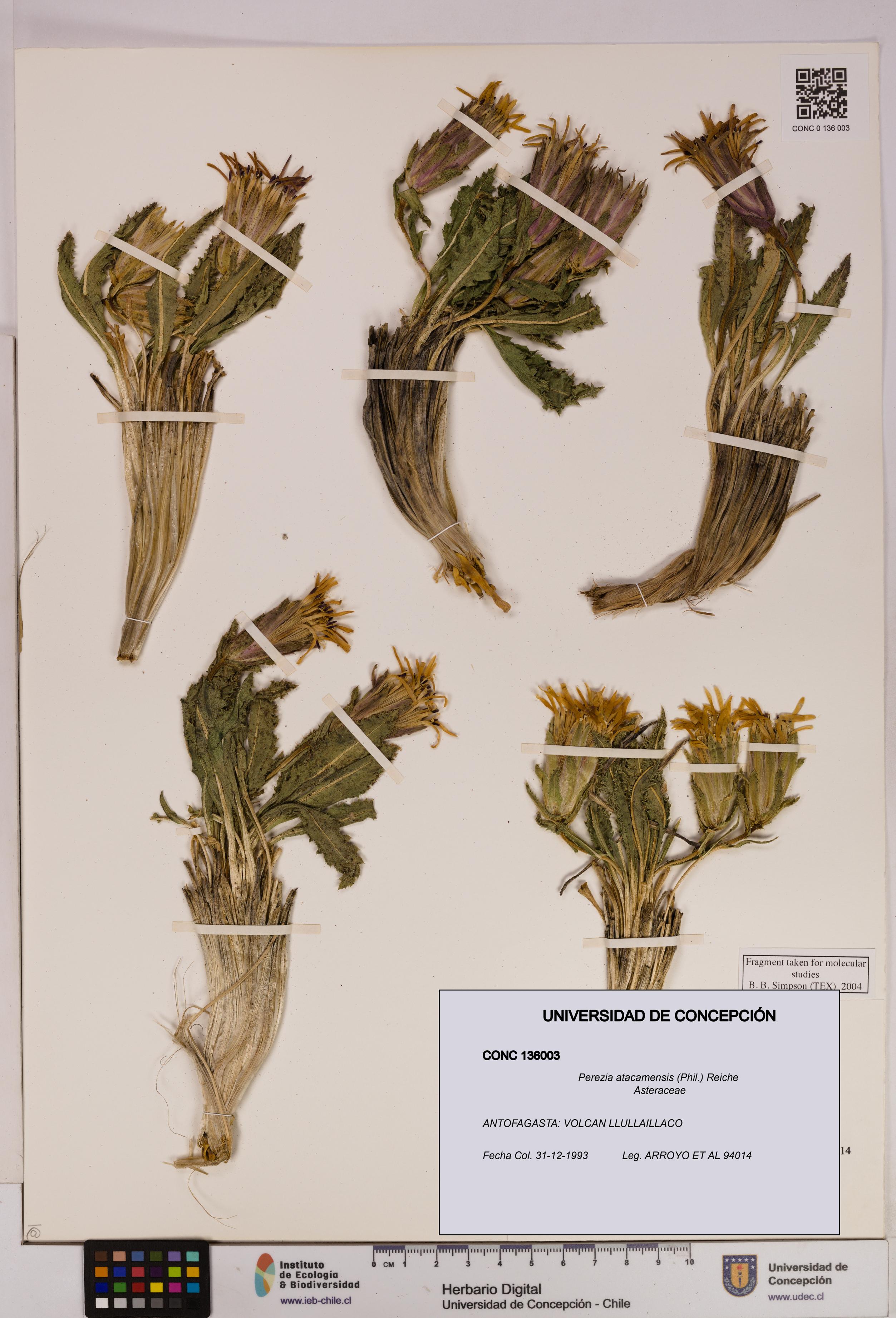Perezia atacamensis [Espécimen: UDEC:CONC:0136003]
