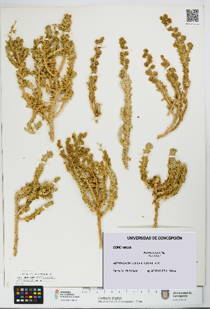 Artemisia copa [Espécimen: UDEC:CONC:0136008]