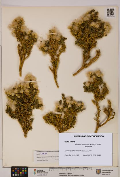 Baccharis tola [Espécimen: UDEC:CONC:0136013]