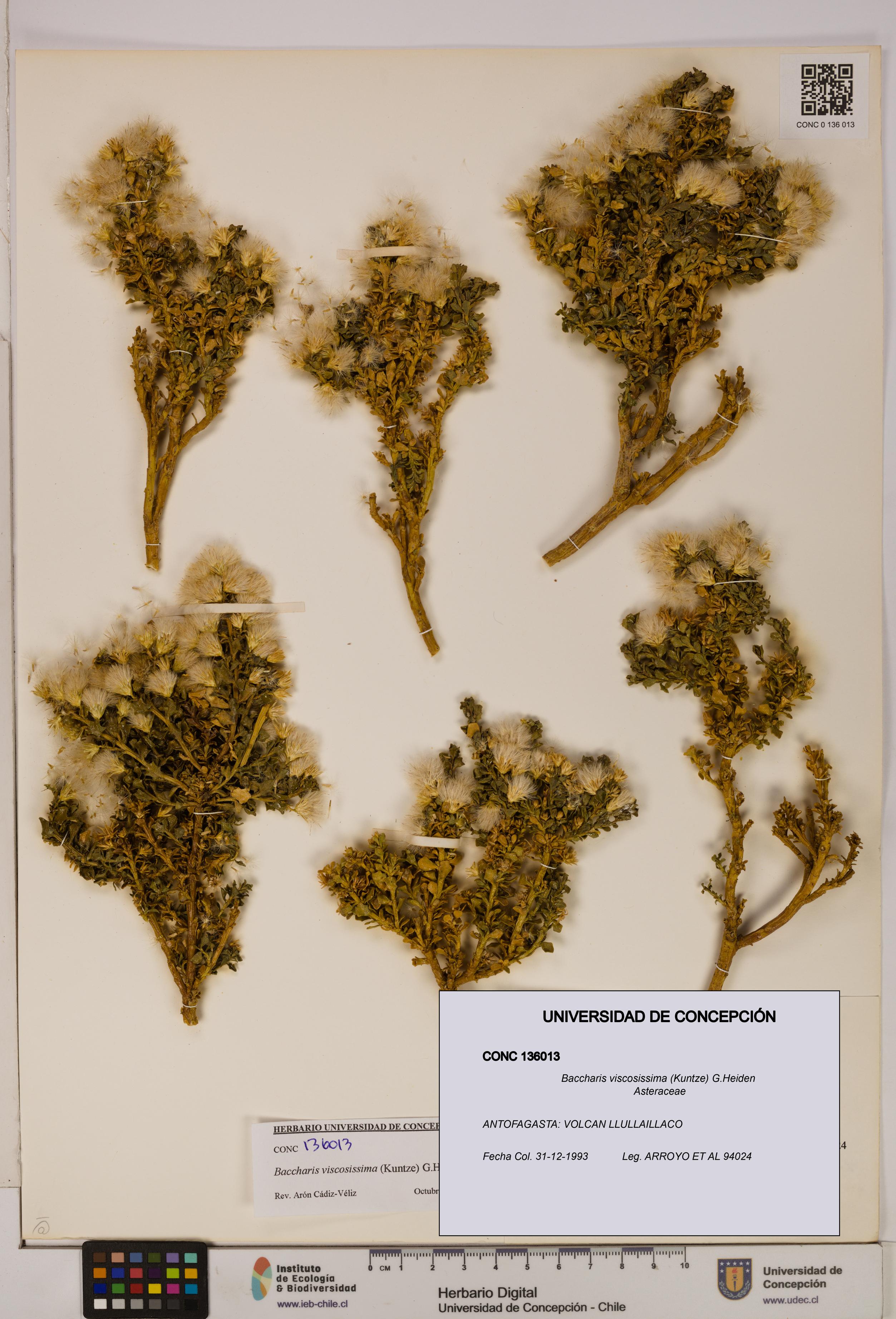 Baccharis tola [Espécimen: UDEC:CONC:0136013]