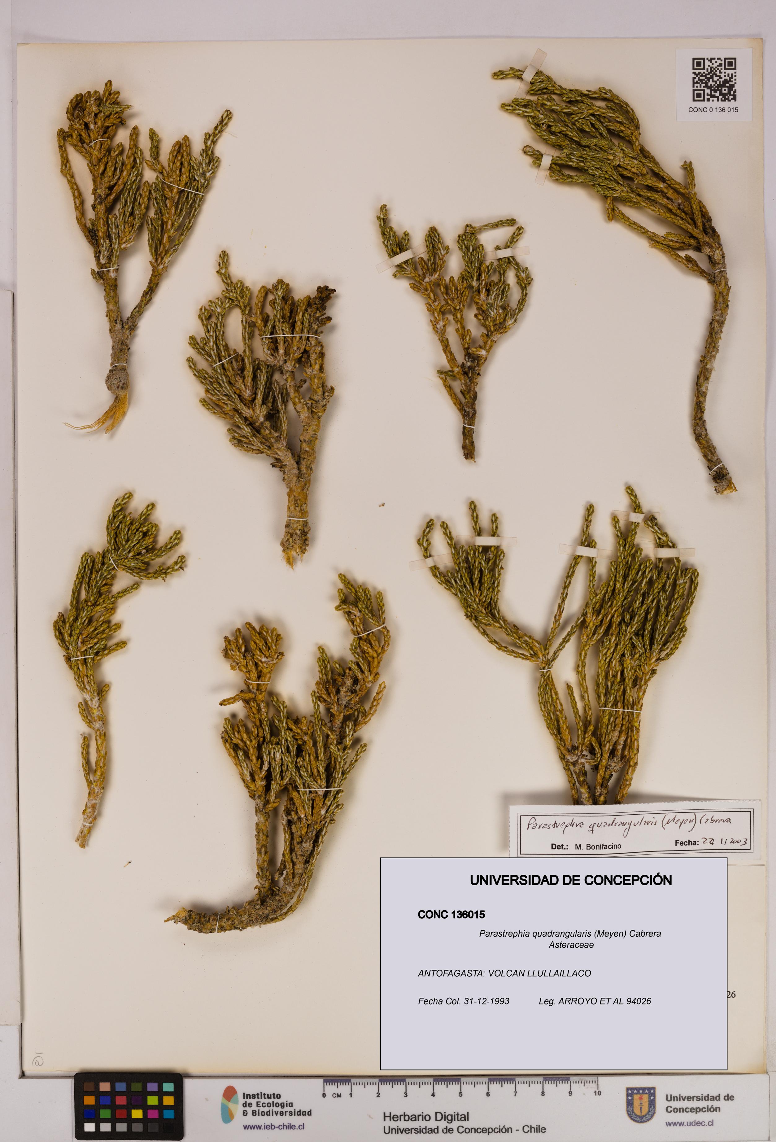 Parastrephia quadrangularis [Espécimen: UDEC:CONC:0136015]