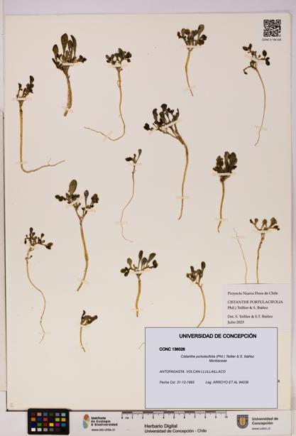 Cistanthe portulacifolia [Espécimen: UDEC:CONC:0136026]