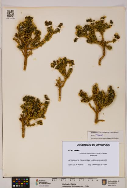 Baccharis tola [Espécimen: UDEC:CONC:0136065]