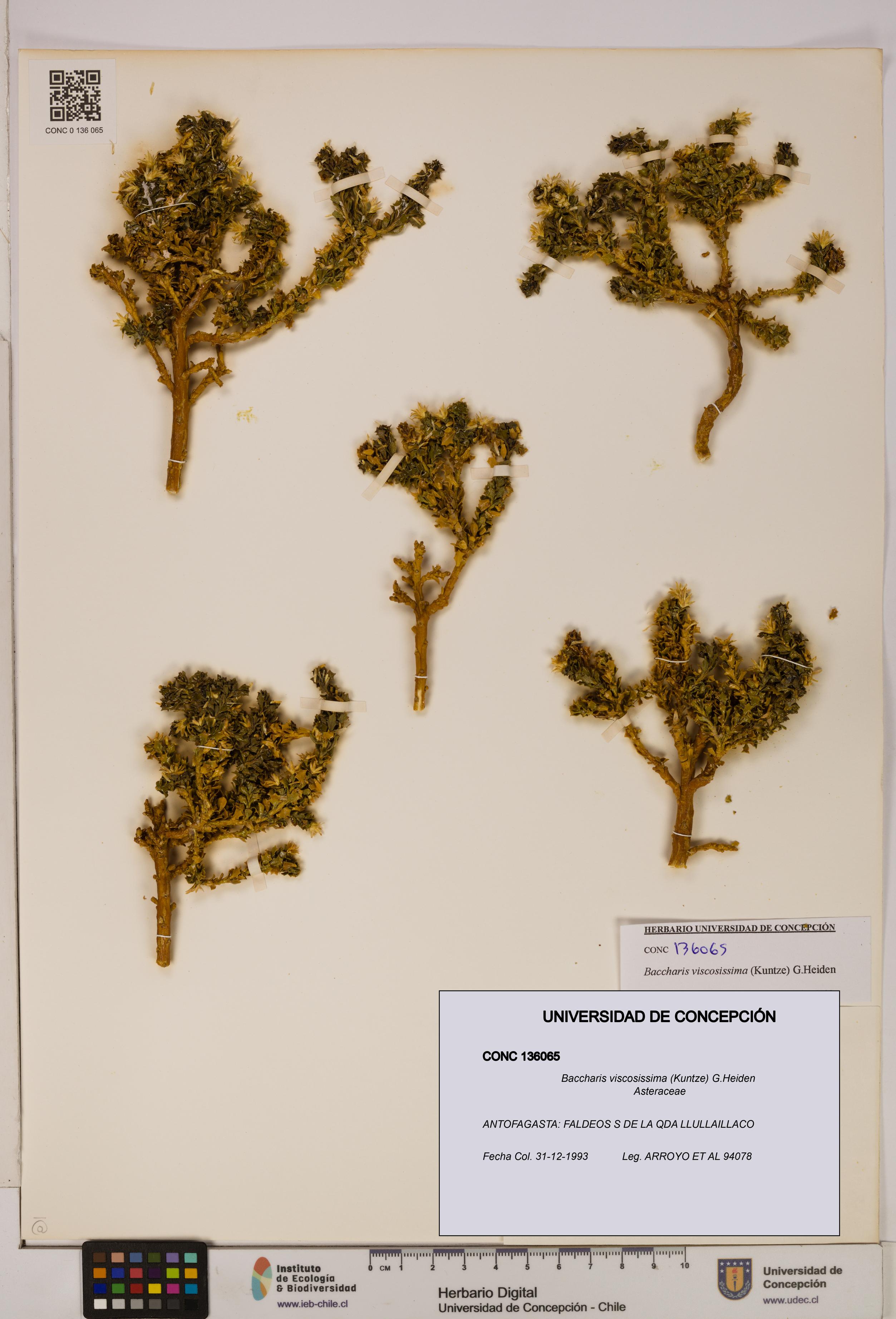 Baccharis tola [Espécimen: UDEC:CONC:0136065]