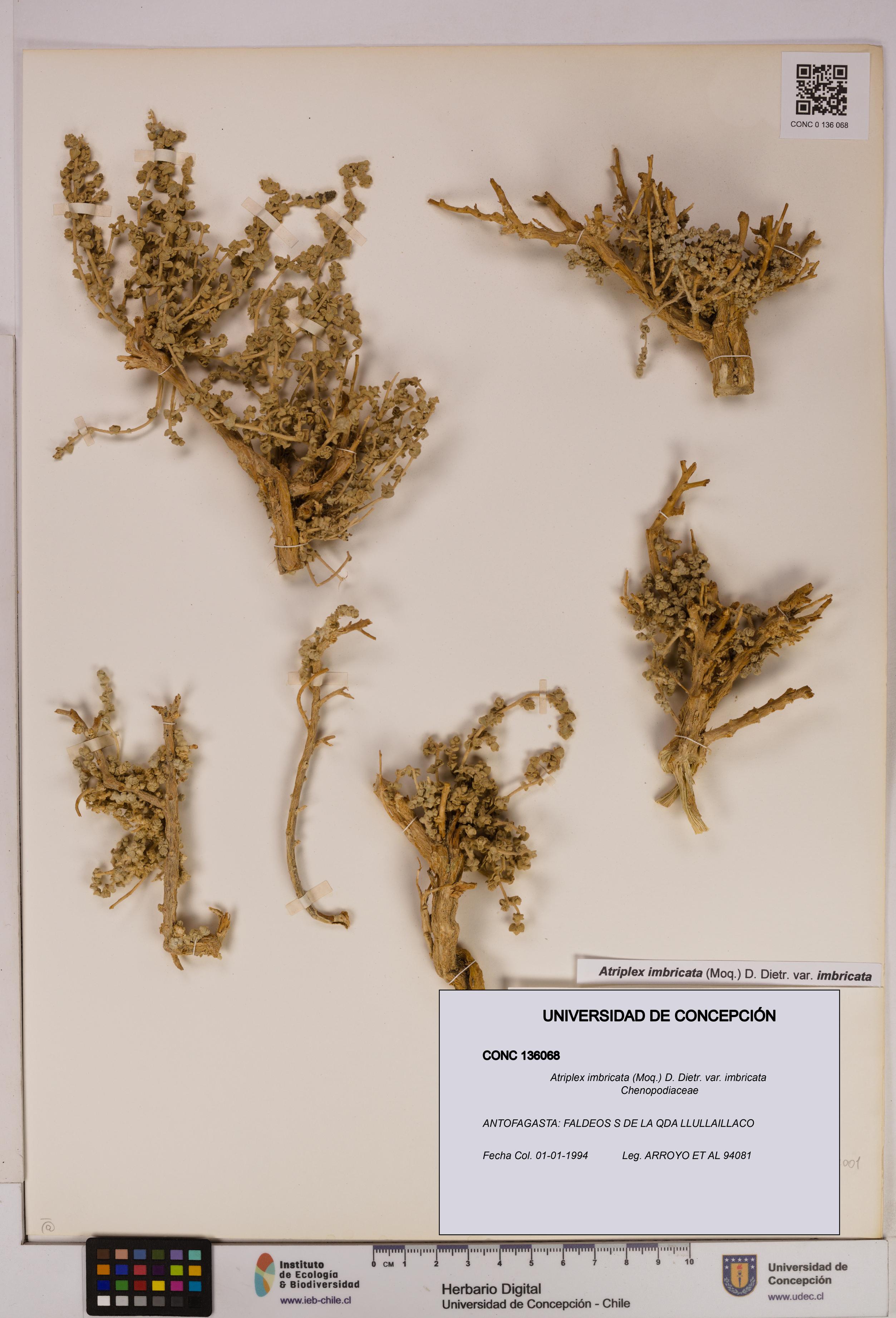 Atriplex imbricata [Espécimen: UDEC:CONC:0136068]