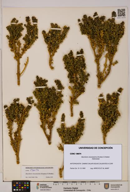 Baccharis tola [Espécimen: UDEC:CONC:0136074]