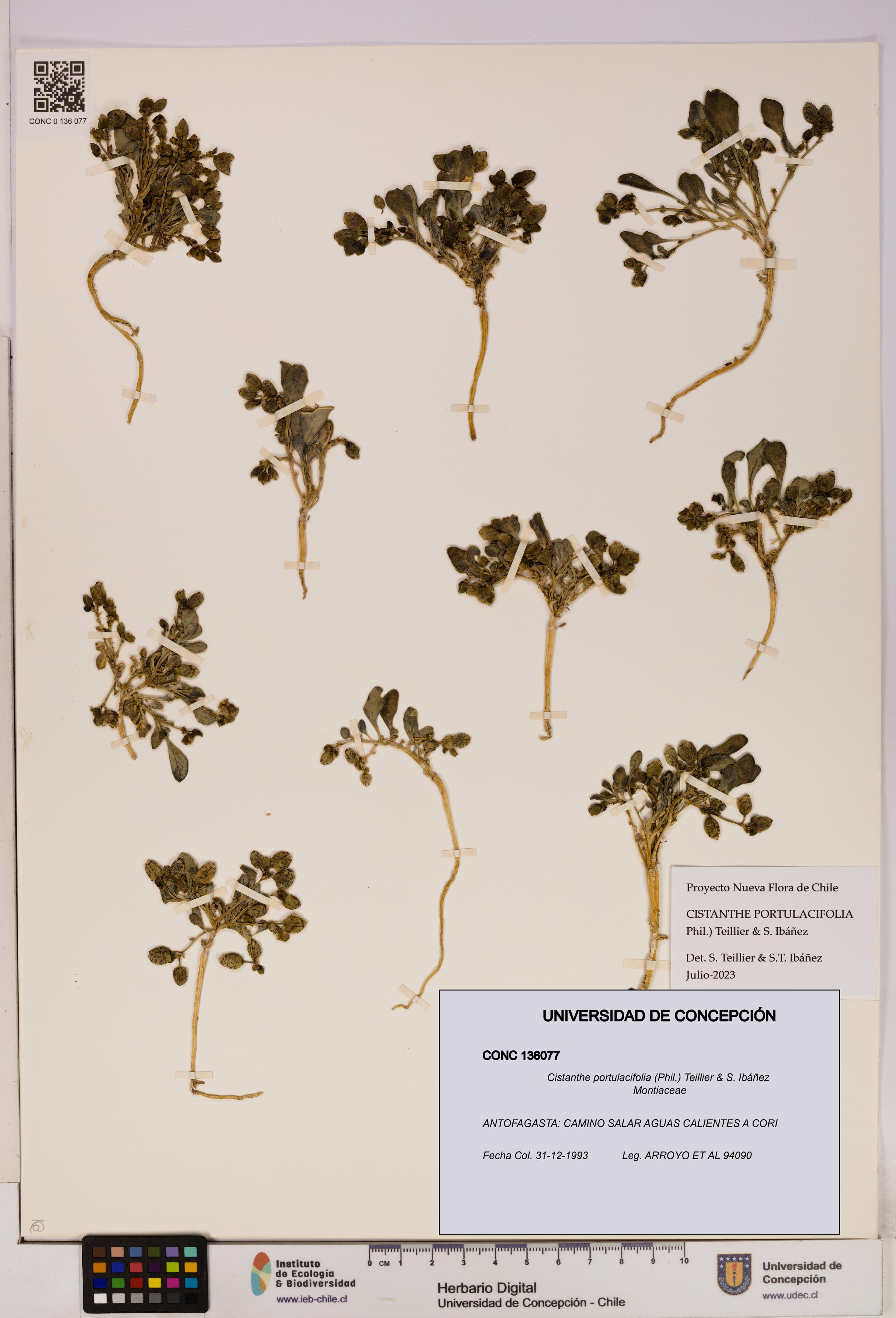 Cistanthe portulacifolia [Espécimen: UDEC:CONC:0136077]