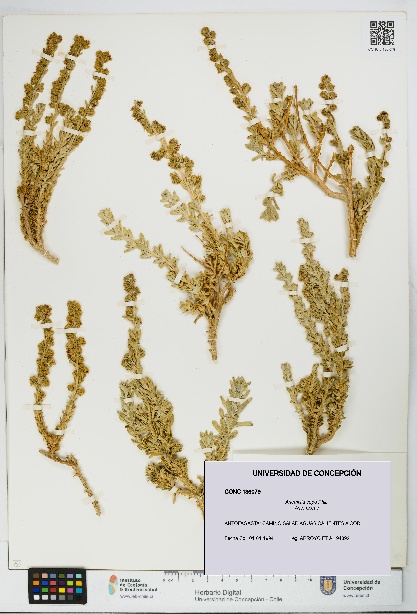 Artemisia copa [Espécimen: UDEC:CONC:0136079]