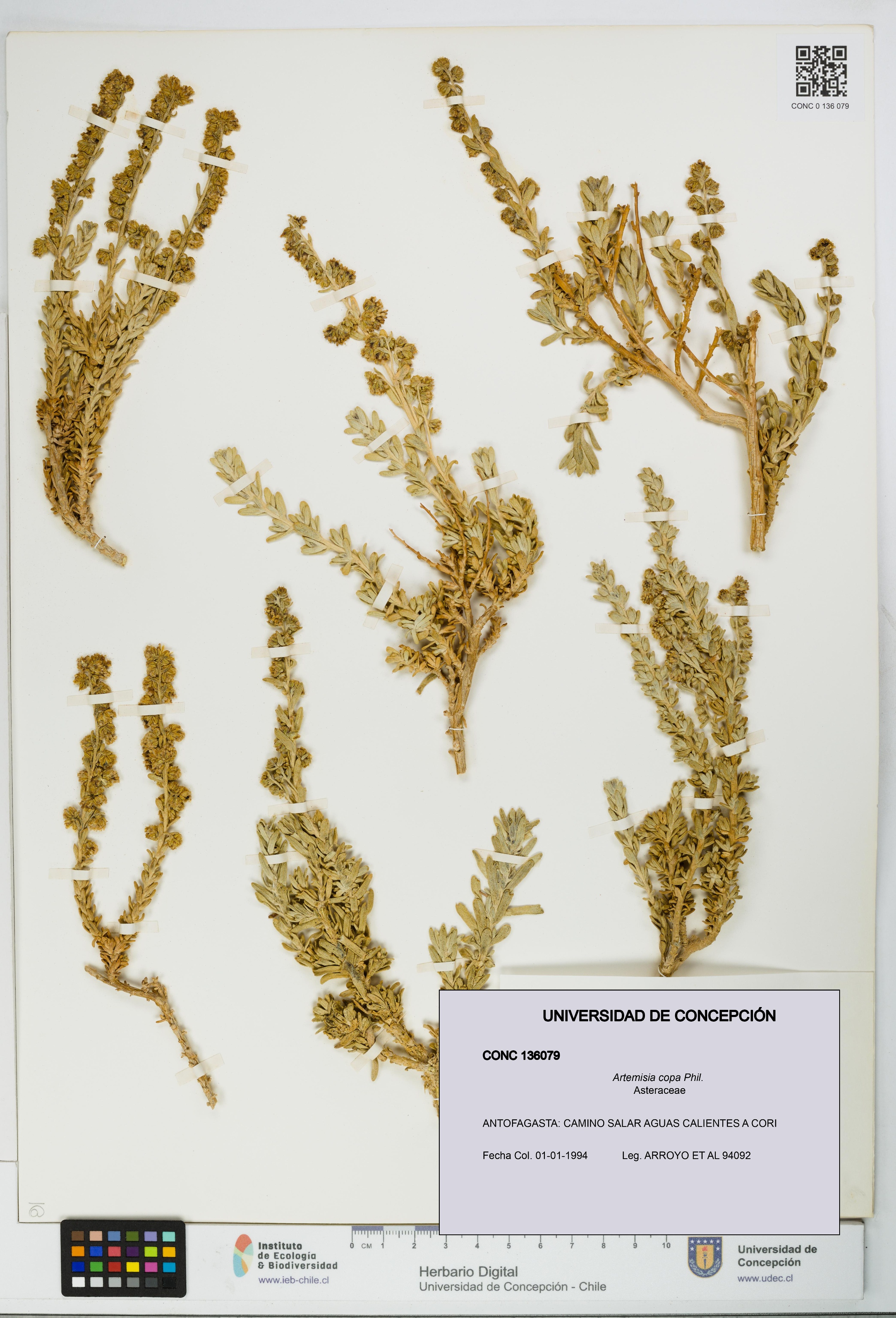 Artemisia copa [Espécimen: UDEC:CONC:0136079]