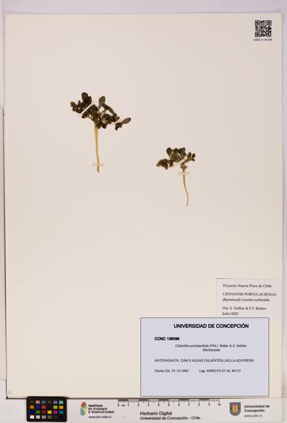 Cistanthe portulacifolia [Espécimen: UDEC:CONC:0136098]