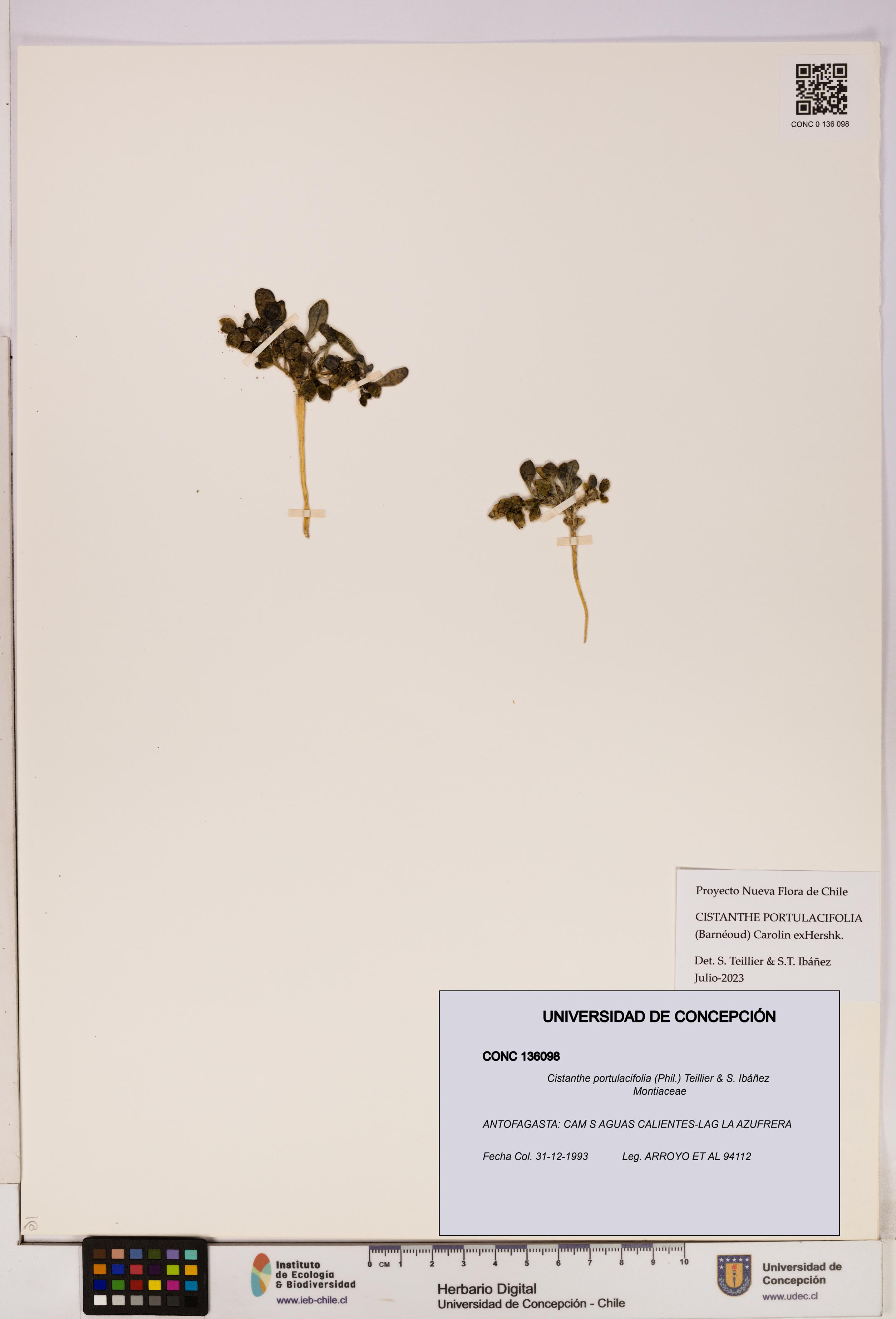 Cistanthe portulacifolia [Espécimen: UDEC:CONC:0136098]