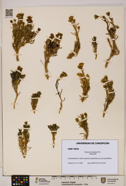 Senecio chrysolepis [Espécimen: UDEC:CONC:0136104]
