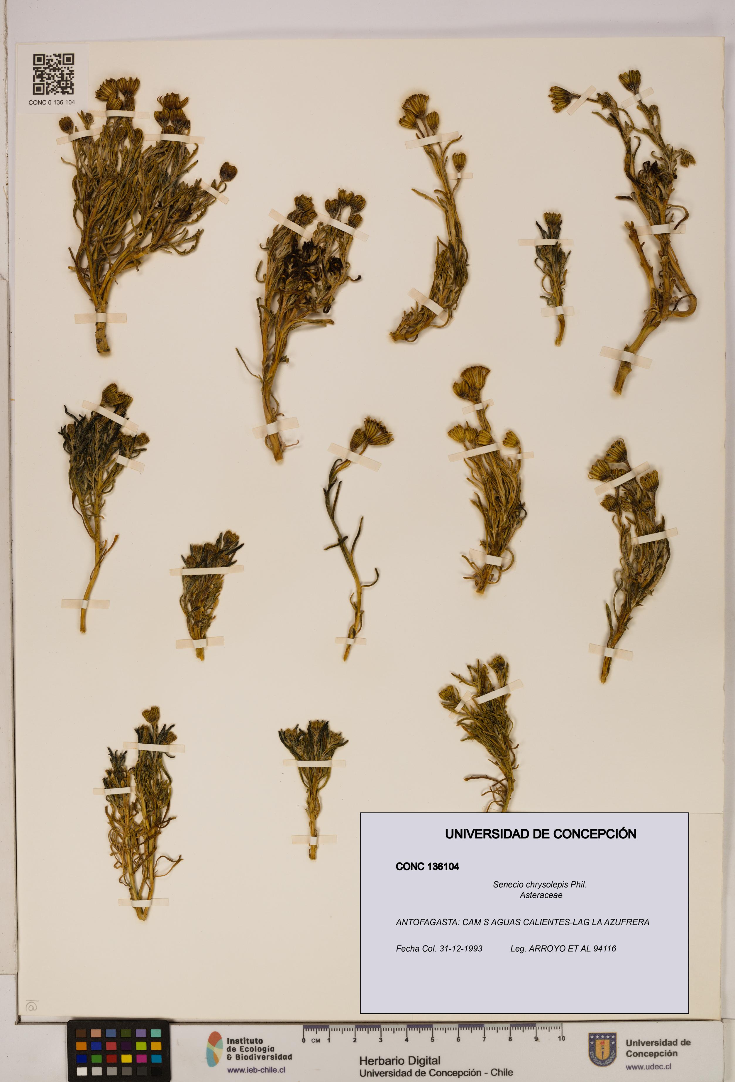 Senecio chrysolepis [Espécimen: UDEC:CONC:0136104]