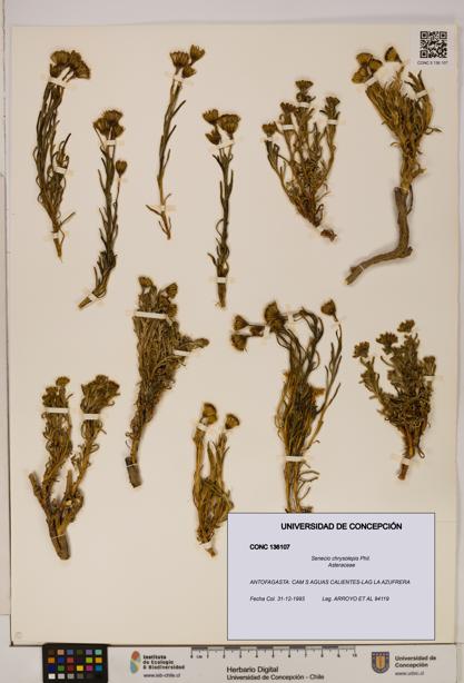 Senecio chrysolepis [Espécimen: UDEC:CONC:0136107]