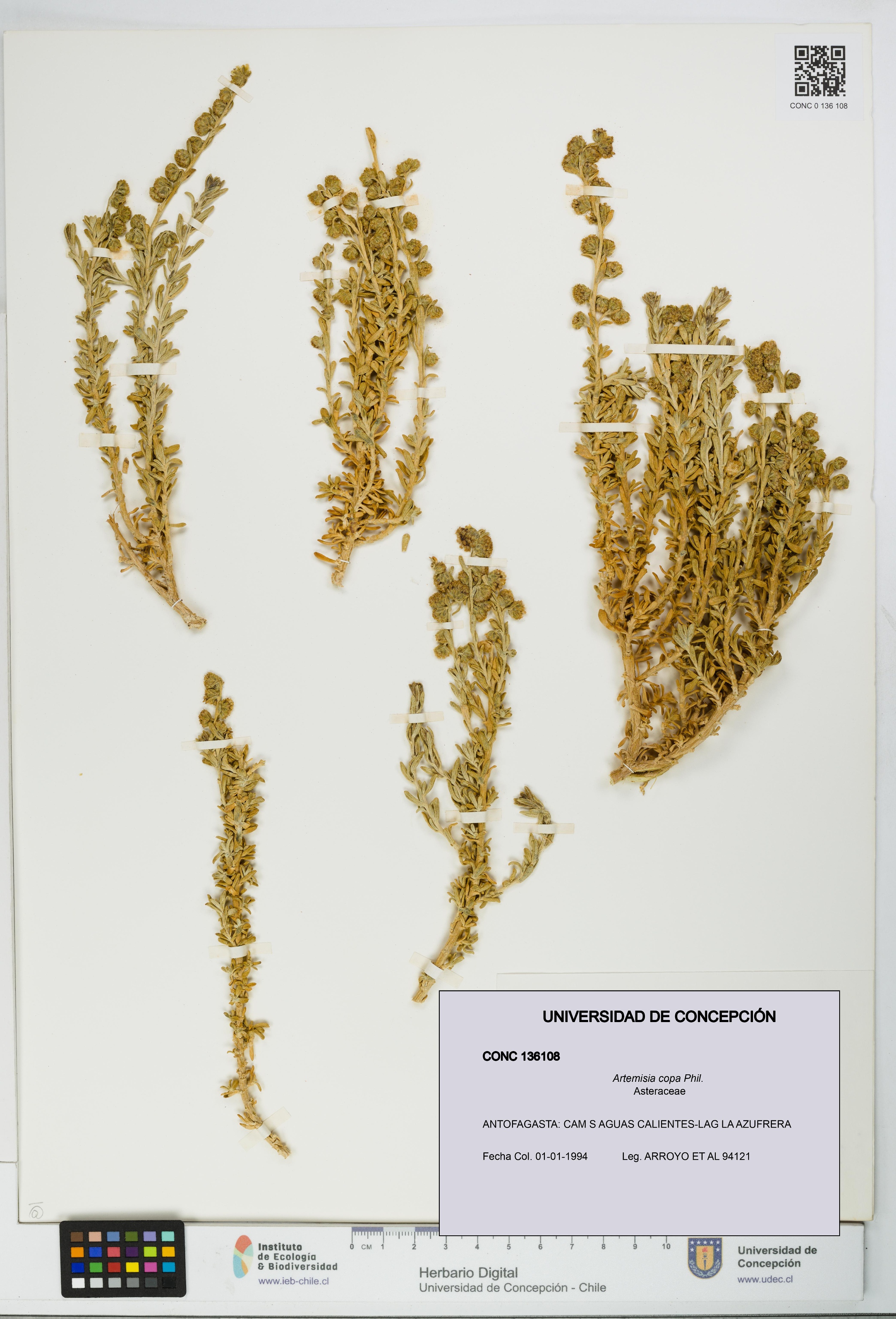 Artemisia copa [Espécimen: UDEC:CONC:0136108]