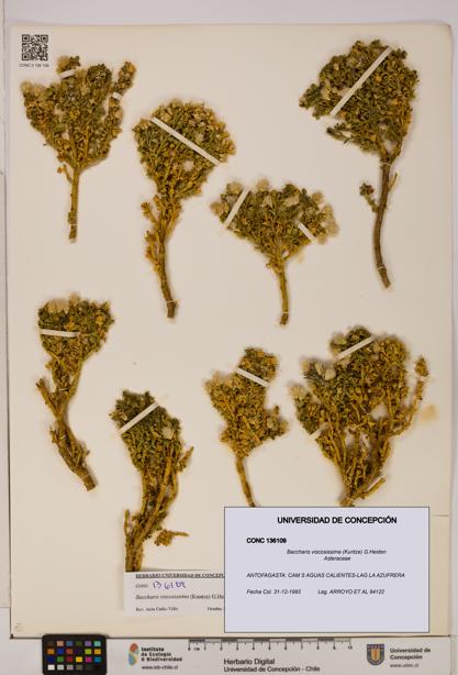 Baccharis tola [Espécimen: UDEC:CONC:0136109]