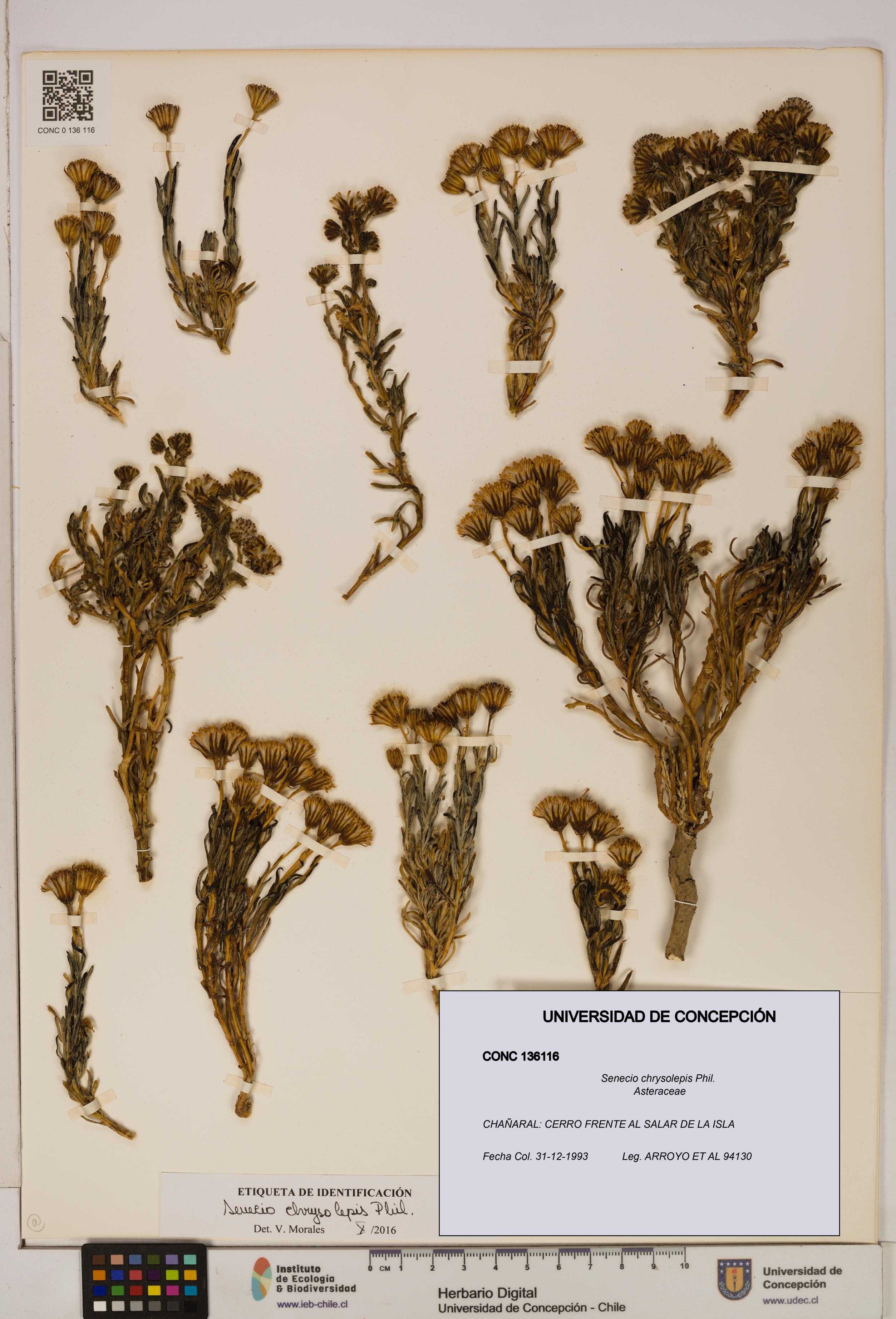 Senecio chrysolepis [Espécimen: UDEC:CONC:0136116]
