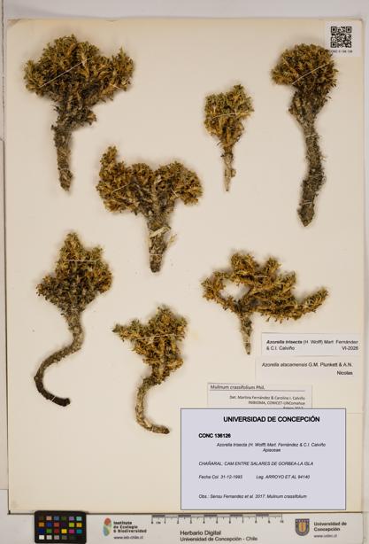 Azorella trisecta [Espécimen: ]