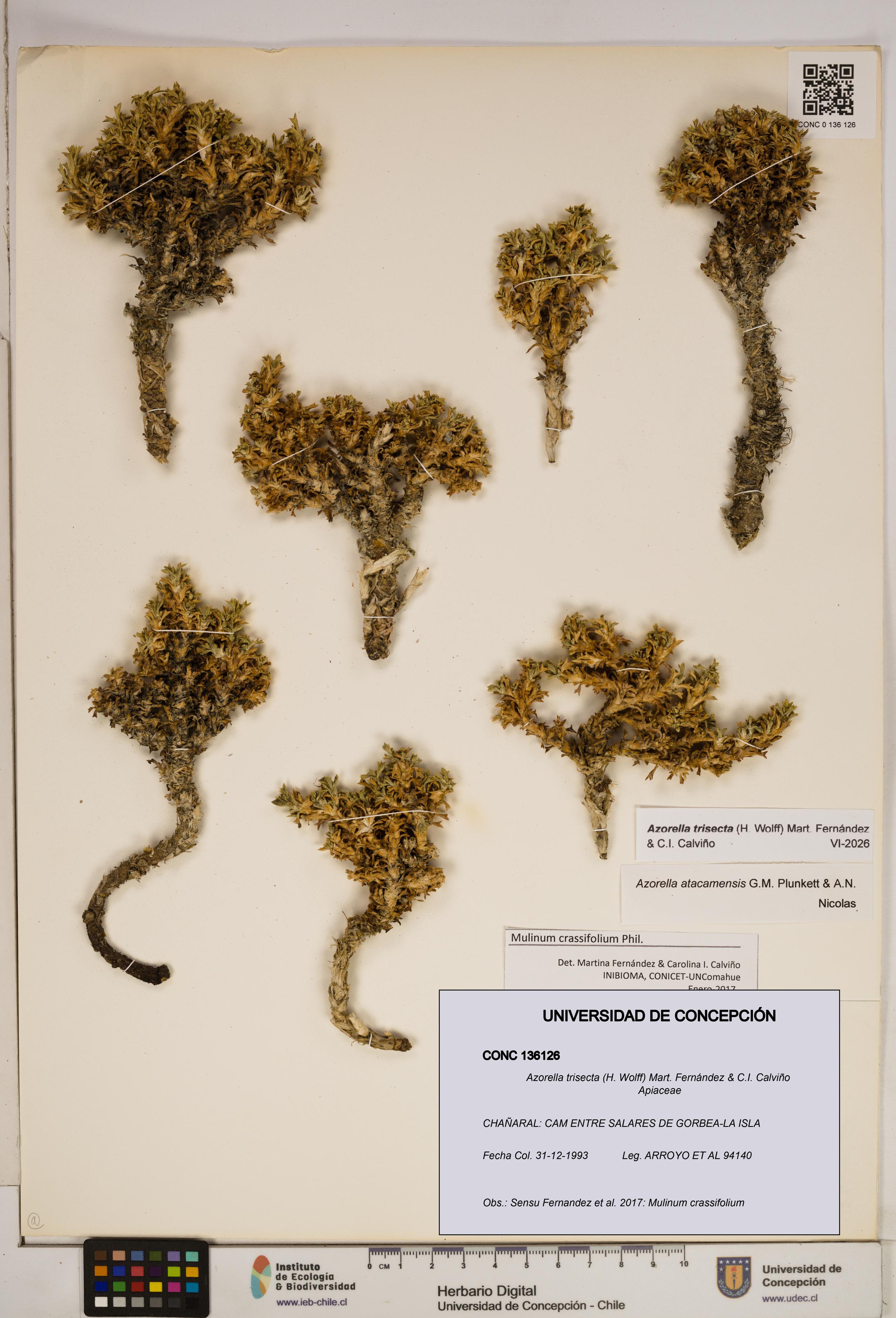 Azorella trisecta [Espécimen: ]