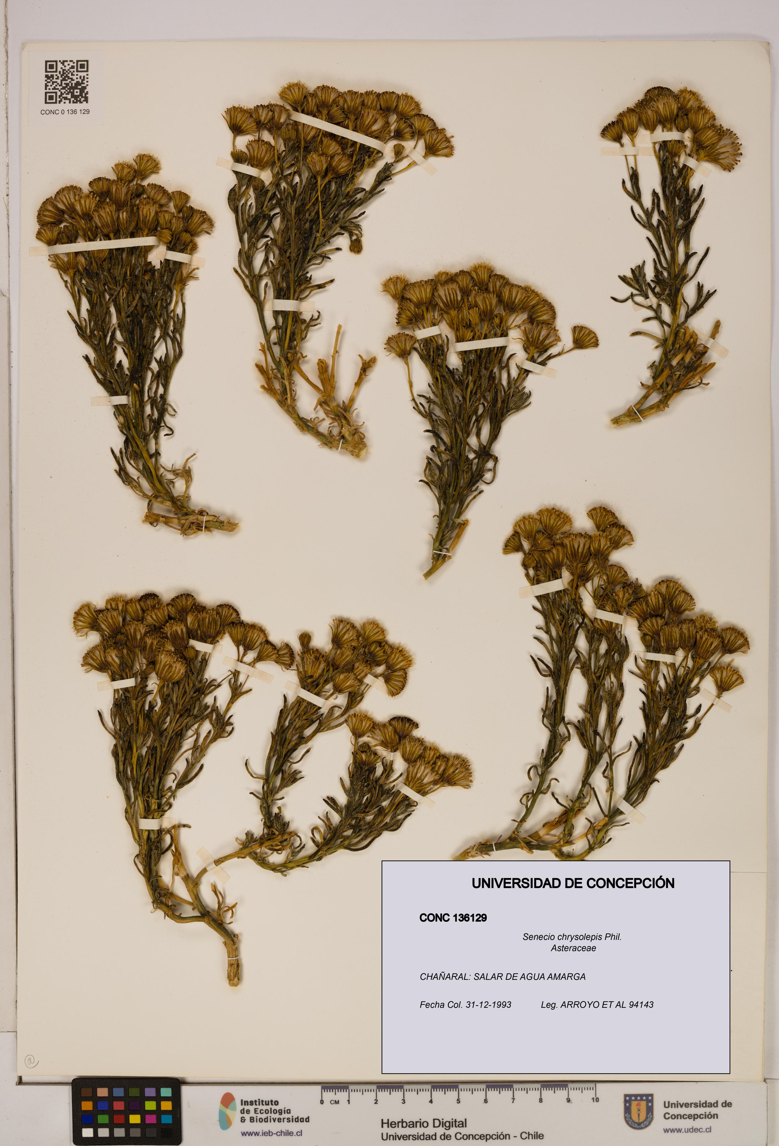 Senecio chrysolepis [Espécimen: UDEC:CONC:0136129]