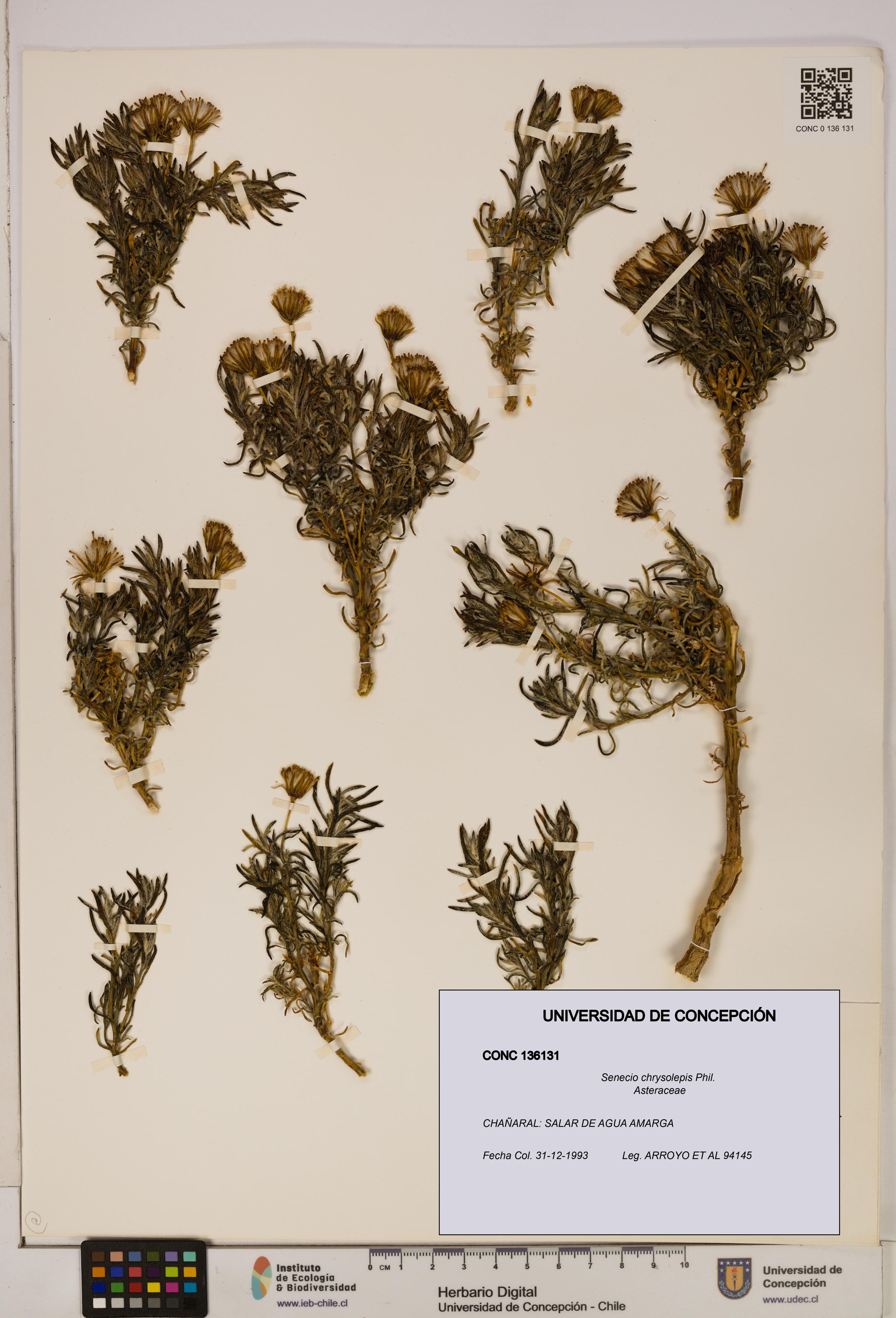 Senecio chrysolepis [Espécimen: UDEC:CONC:0136131]
