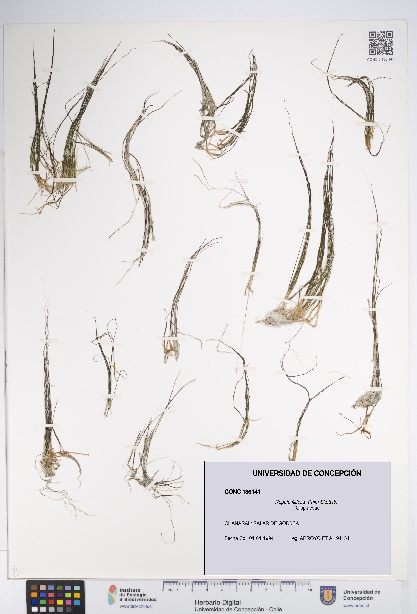 Ruppia filifolia [Espécimen: UDEC:CONC:0136141]