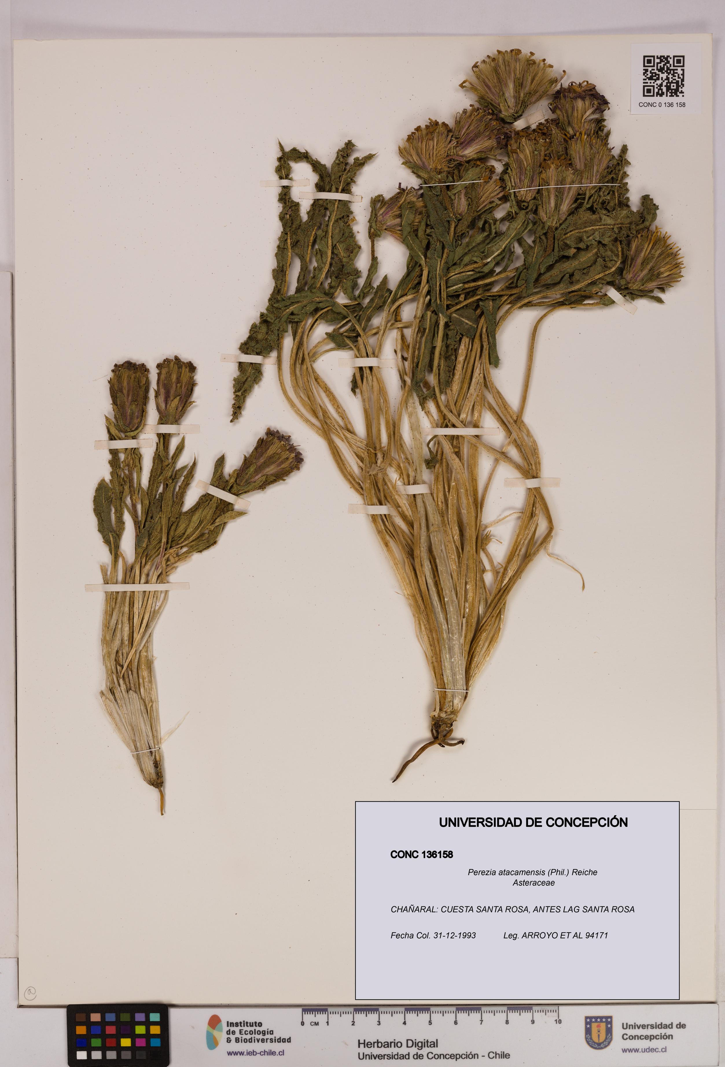 Perezia atacamensis [Espécimen: UDEC:CONC:0136158]