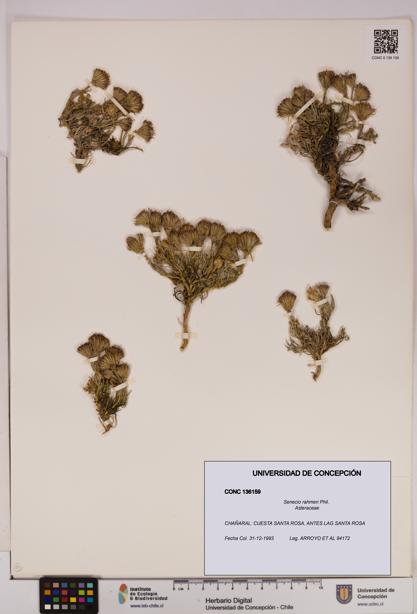 Senecio rahmeri [Espécimen: UDEC:CONC:0136159]