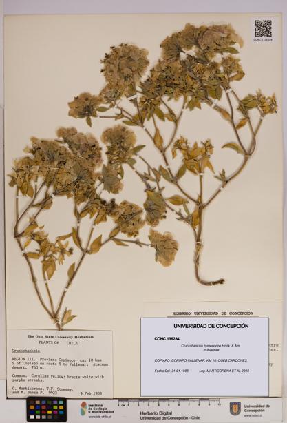 Cruckshanksia hymenodon [Espécimen: UDEC:CONC:0136234]