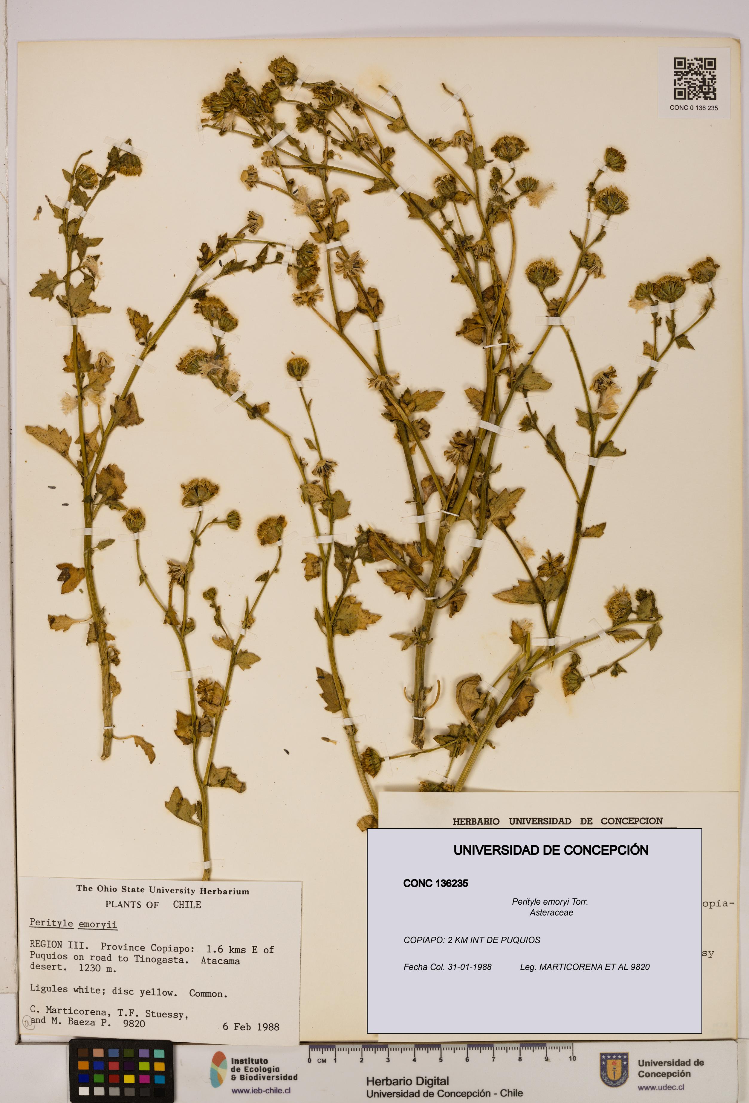 Perityle emoryi [Espécimen: ]