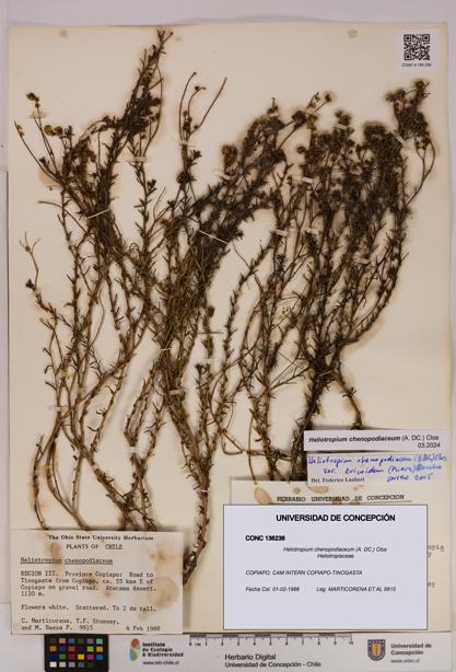Heliotropium chenopodiaceum [Espécimen: UDEC:CONC:0136236]