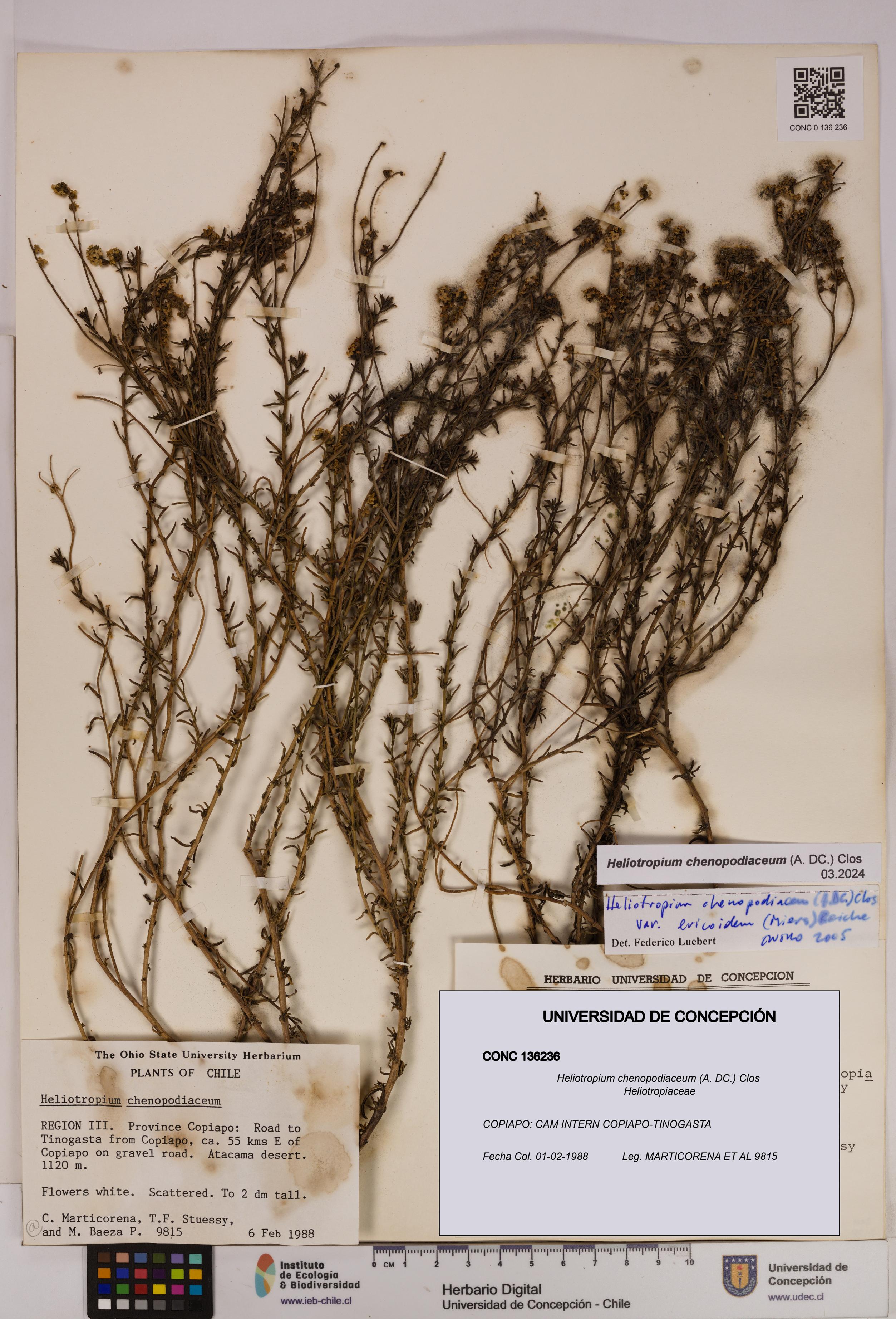 Heliotropium chenopodiaceum [Espécimen: UDEC:CONC:0136236]