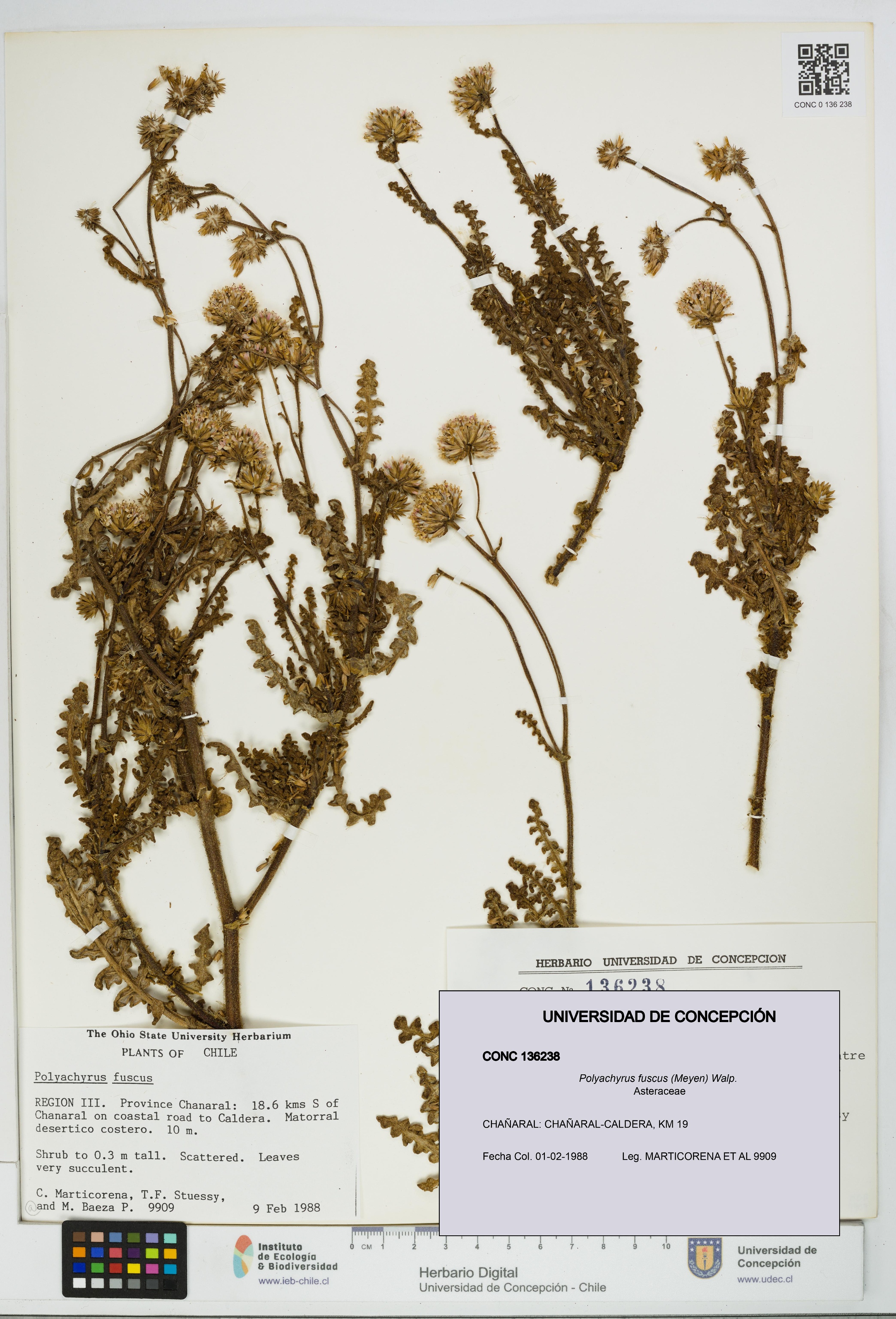 Polyachyrus fuscus [Espécimen: UDEC:CONC:0136238]