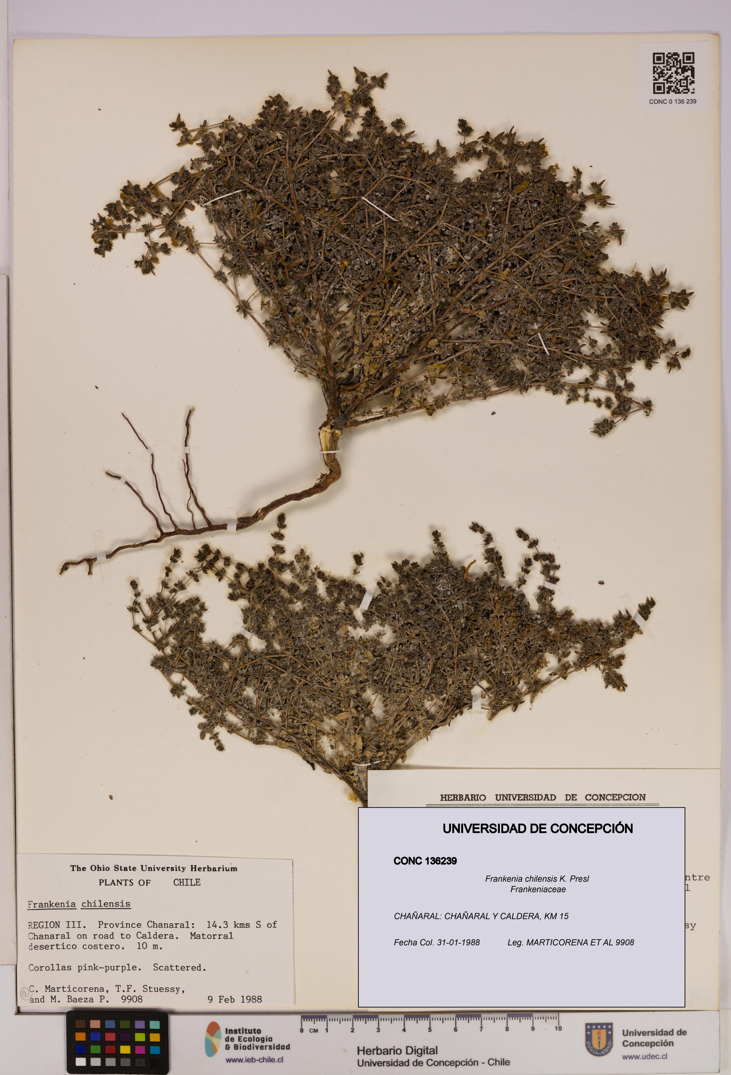 Frankenia chilensis [Espécimen: UDEC:CONC:0136239]