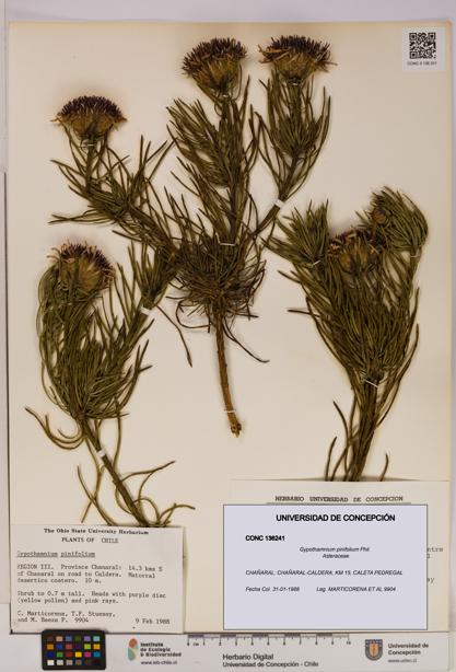 Gypothamnium pinifolium [Espécimen: UDEC:CONC:0136241]