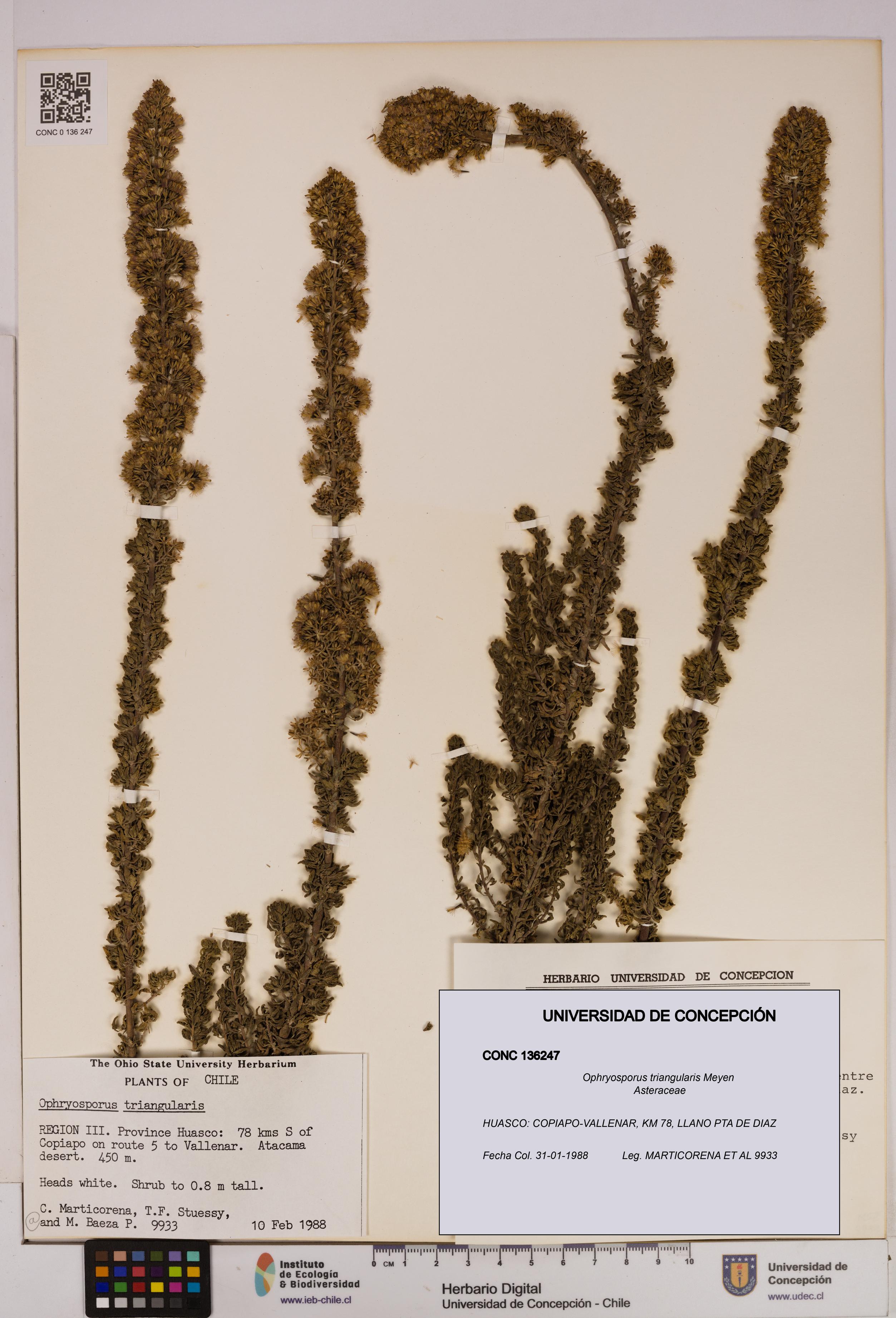 Ophryosporus triangularis [Espécimen: UDEC:CONC:0136247]