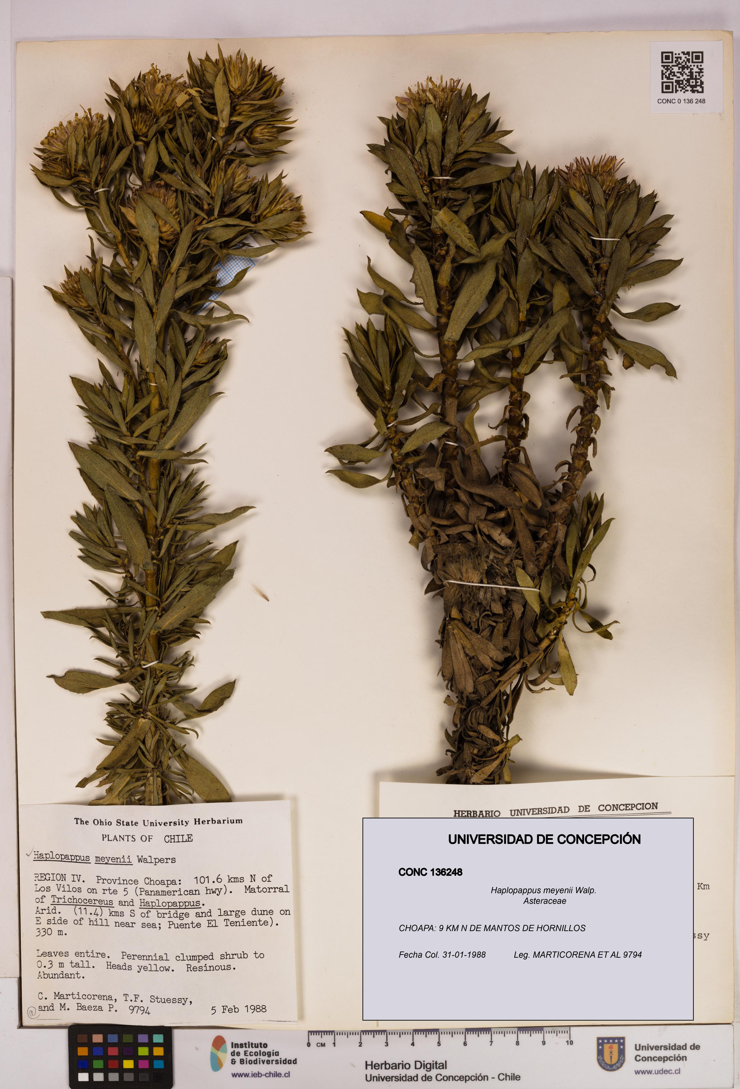 Haplopappus meyenii [Espécimen: UDEC:CONC:0136248]