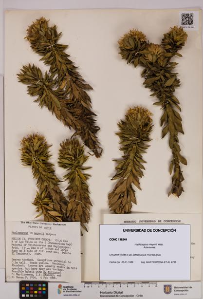 Haplopappus meyenii [Espécimen: UDEC:CONC:0136249]