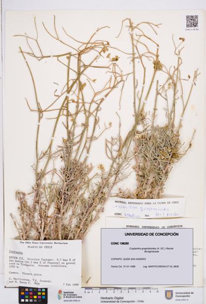 Cryptantha gnaphalioides [Espécimen: ]