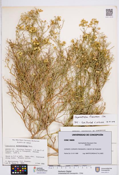Gymnophyton flexuosum [Espécimen: ]
